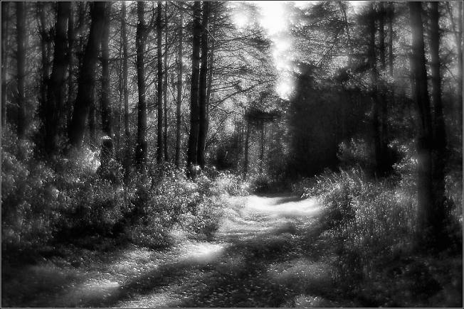 Дорожка в осеннем лесу около Козьей горки в классическом черно-белом варианте...