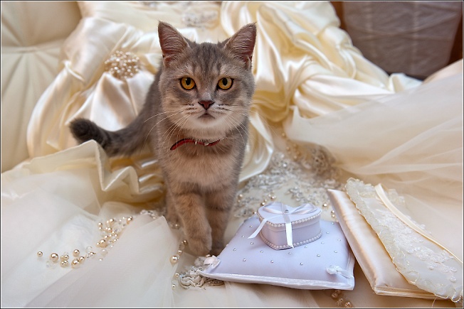Свадебный кот