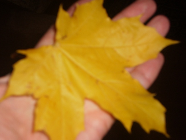 Жёлтый кленовый лист сел вчера в мою ладонь!