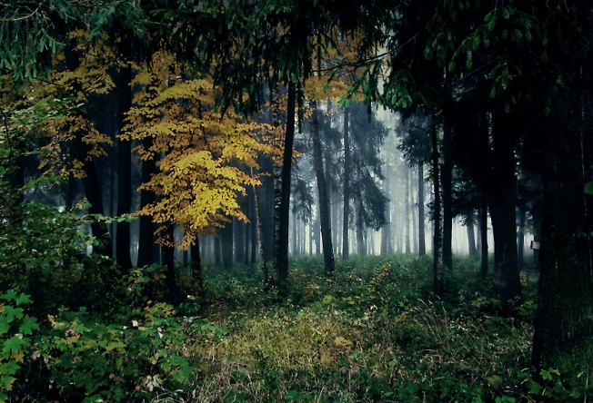 Лес в тумане...