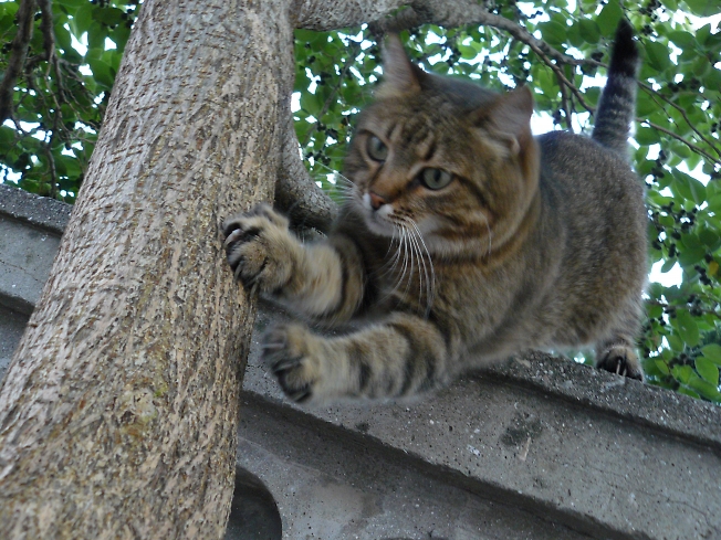 Смешная крымская кошка