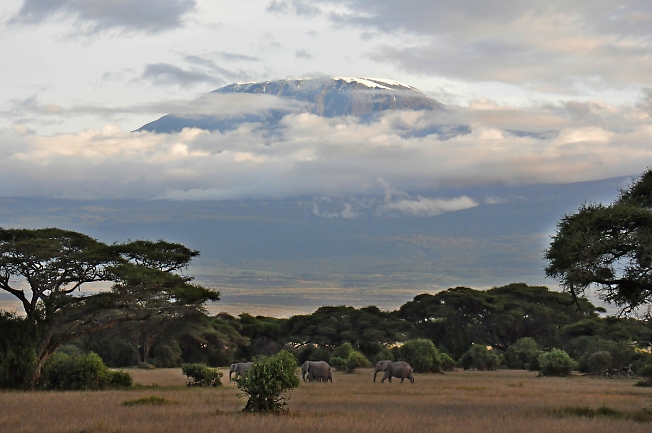 Килиманджаро и слоны.....