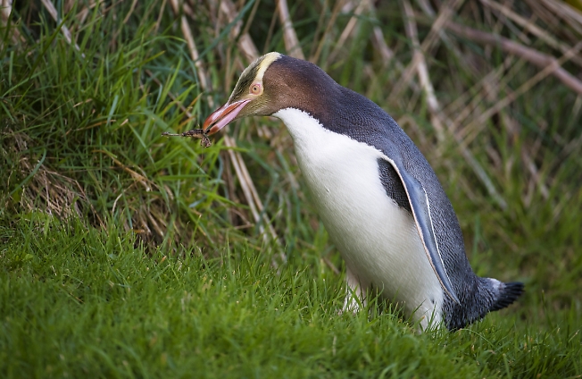 Желтоглазый пингвин