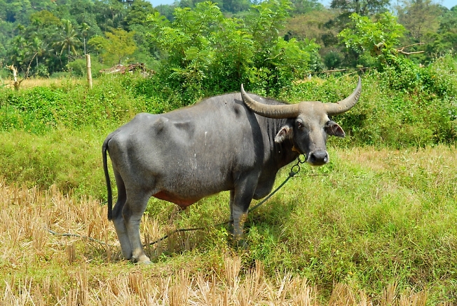 Шри-Ланка.Болотный буйвол.