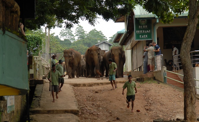 Шри -Ланка Слоны идут