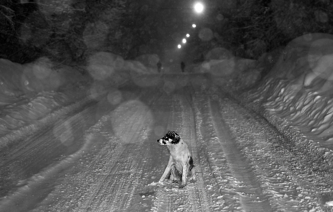 Жизнь собаки в снегопад....