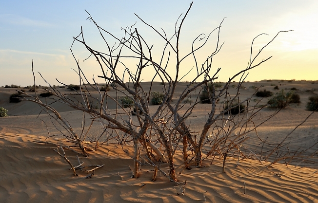 Оман.Пустыня."Танец сухого дерева"