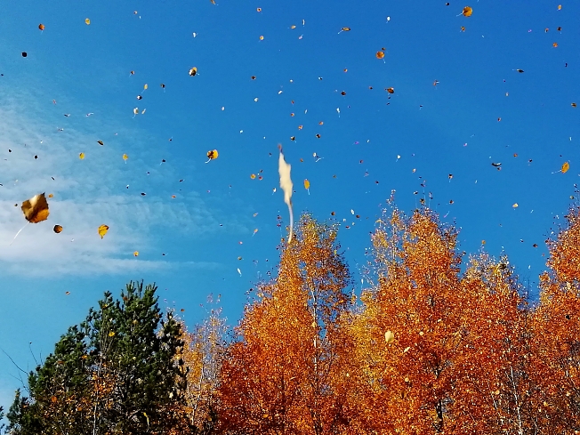 Осенний золотой  листопад