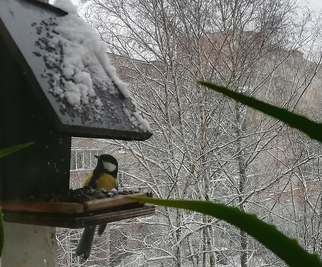 Накормите птичек, снег
