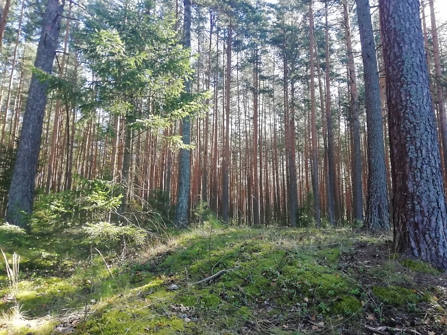 Торгашинский лес :) 
