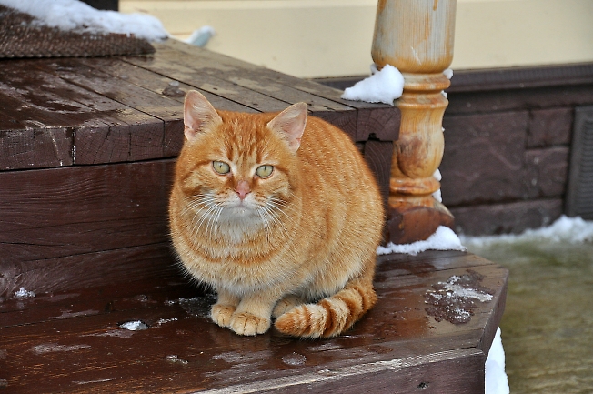 Портрет мартовского кота
