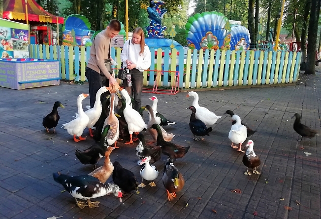 Весёлые гуси в парке