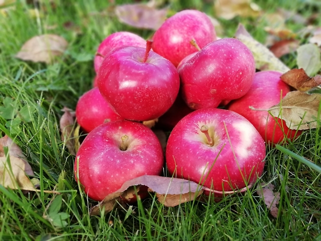Осенние яблочки 