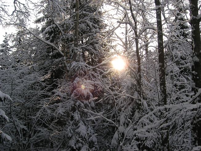 Солнечный морозный денек в лесу