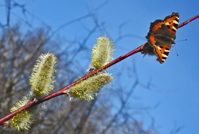 Бабочка - весна 