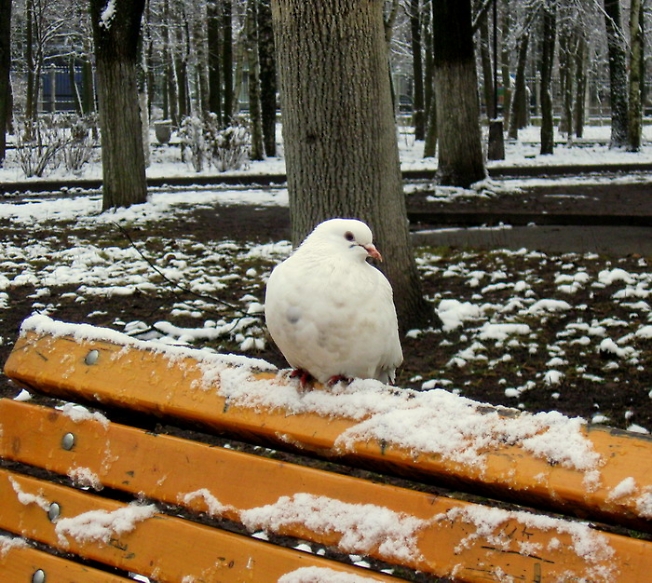 Зимняя голубка