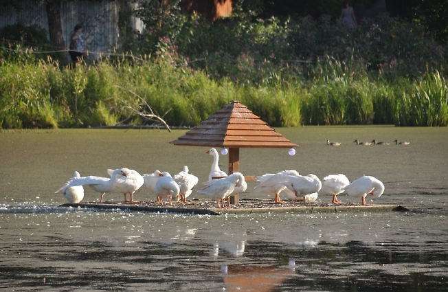 Келарские гуси-лебеди