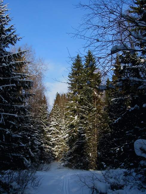 В лесу совсем зима 