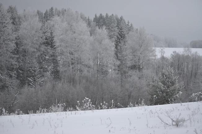Зимний пасмурный лес