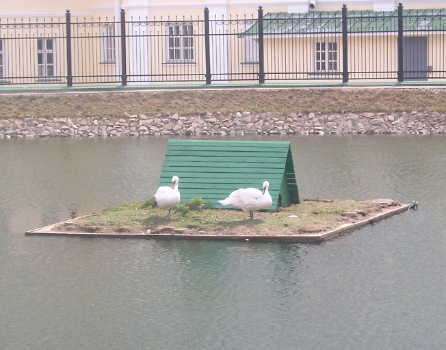 Лебеди на Белом пруду