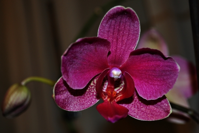 Орхидея расцвела (Кудряшке)