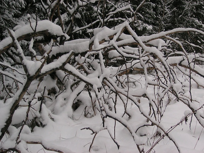 Ветки в снегу-2