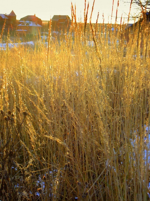 Осенняя трава под солнцем.