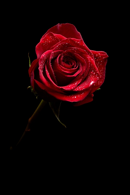 Роза для милых дам)
