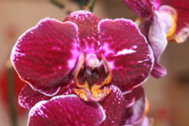Орхидеи макро проба