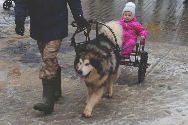 Катание на собаках в парке "Покровском" г. Хотьково