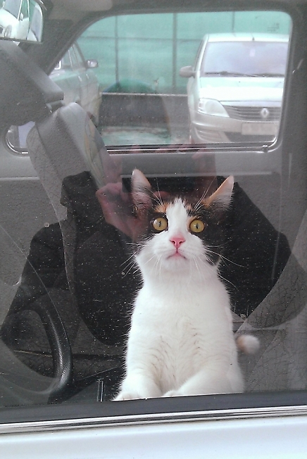 Котик в машине
