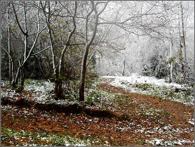 Первый снег на берегах Лесного озера2005-2006 гг.