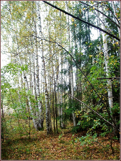 В лесу, ранней осенью