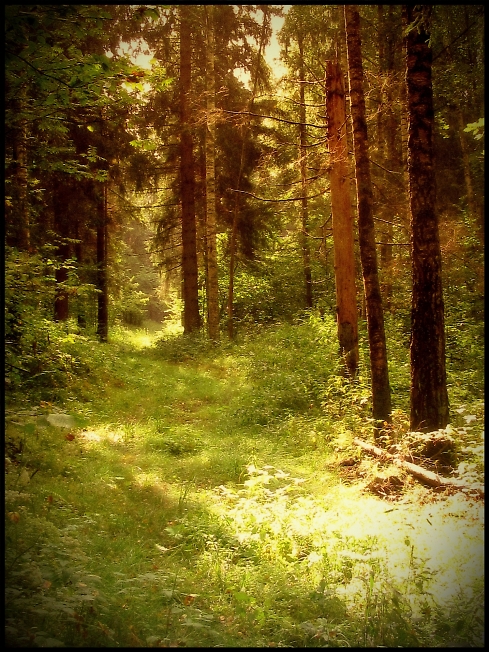 На лесной дороге