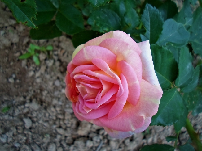  Розовая роза