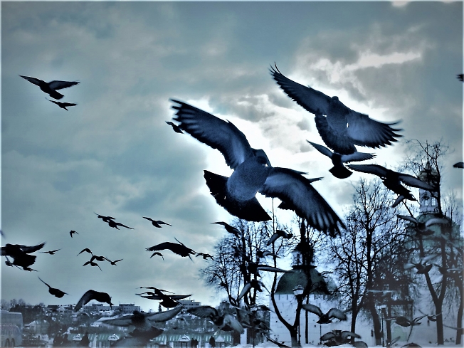 Летите, голуби, летите...