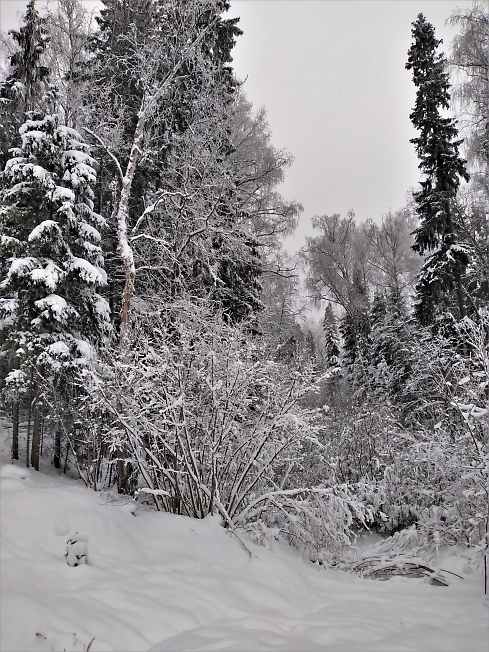  Сказочный зимний лес