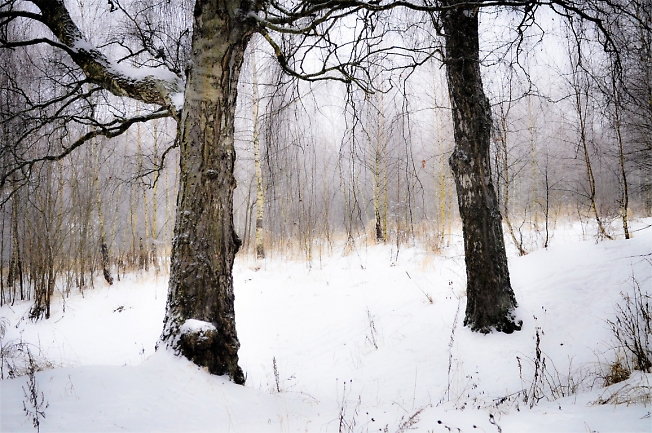  В зимнем лесу