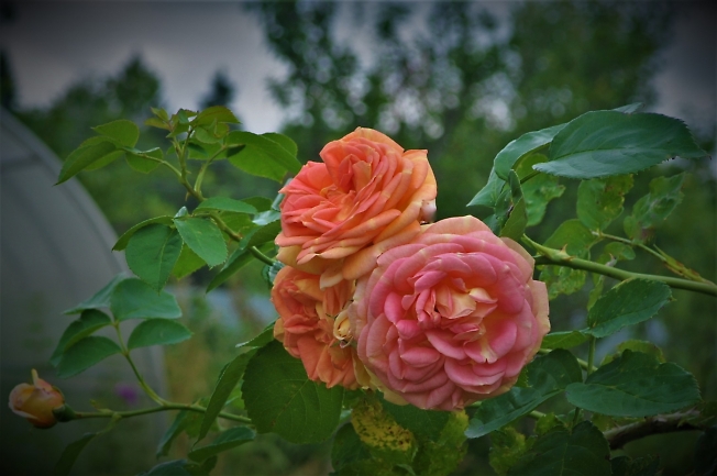 Почему так сладко пахнут розы, принося сумятицу в сердца? Аромат цветов рождает грезы, душу будоражит без конца.