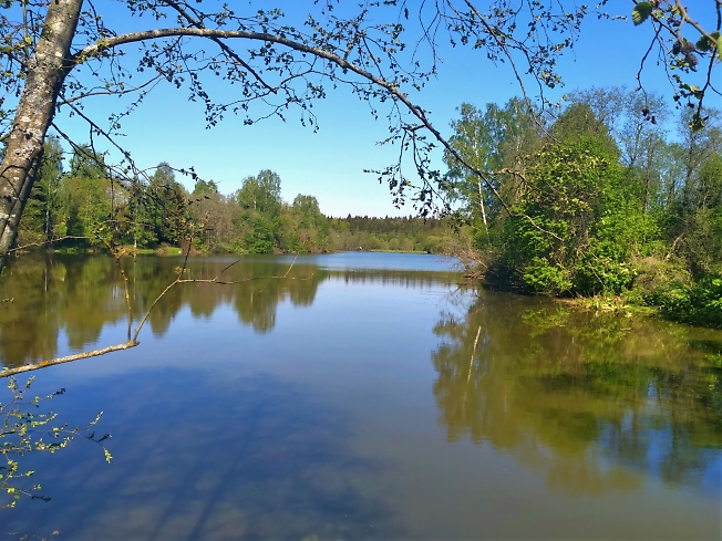  Куроедовский  пруд в мае