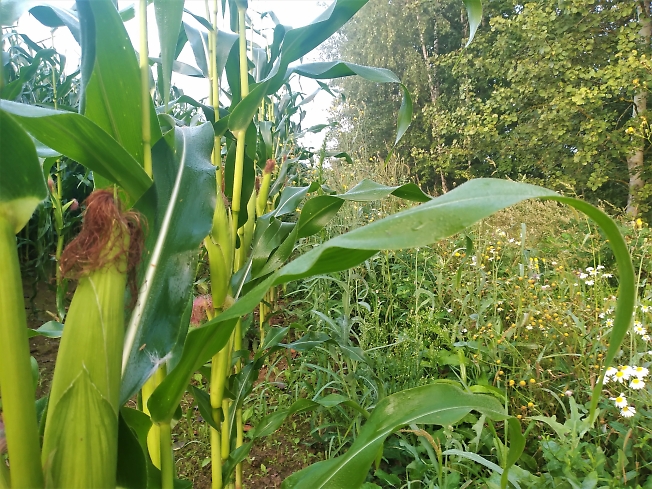 На краю кукурузного поля