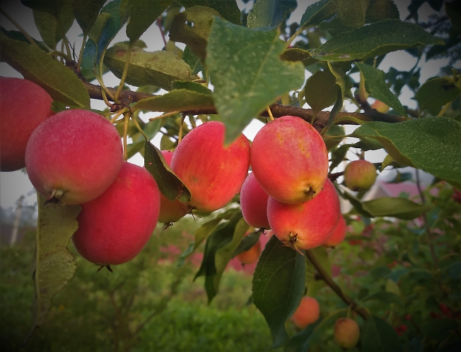  Райские яблочки