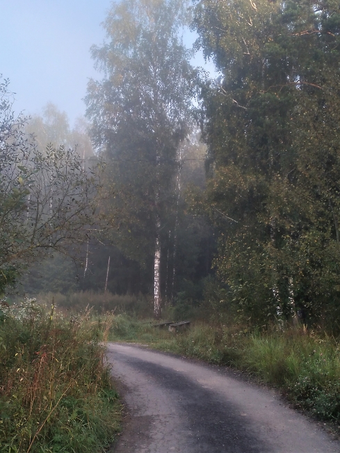 Дорога в туманном лесу