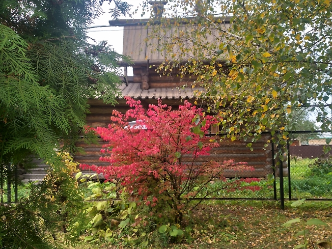   Пронзительный малиновый цвет осени
