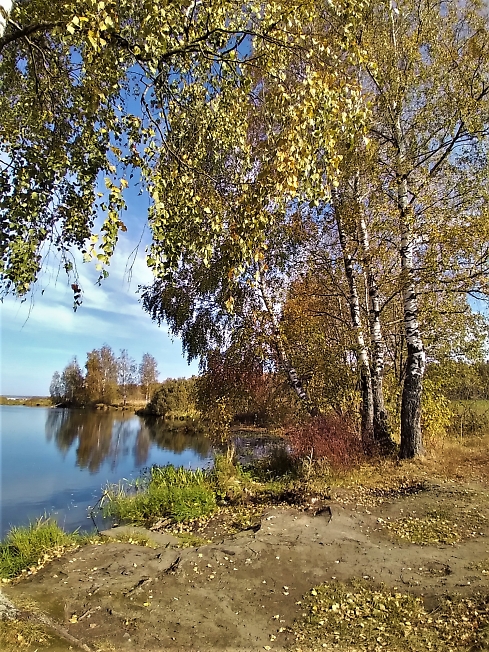 Березки у воды