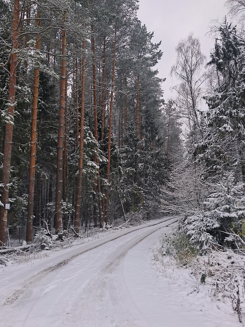 Лесная дорога, припорошило...