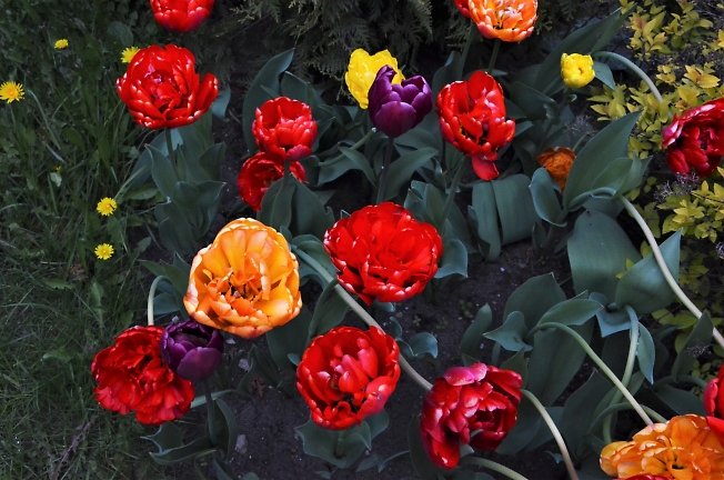  Расцвели тюльпаны в Ярославле