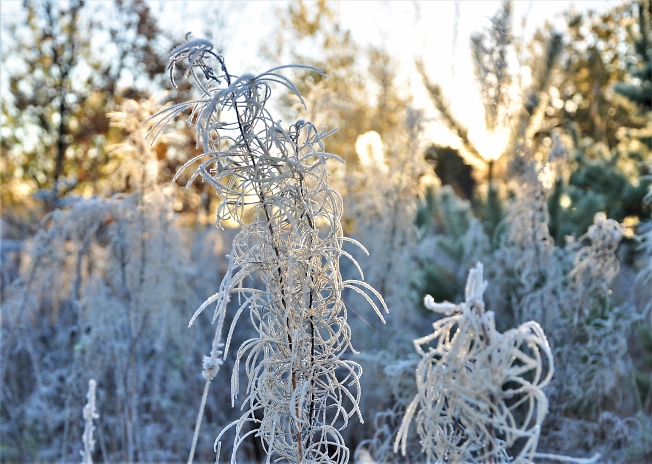  Первые заморозки