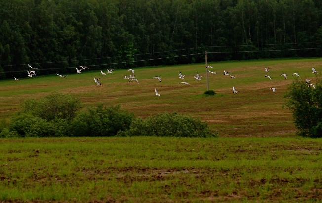 Чайки над полями