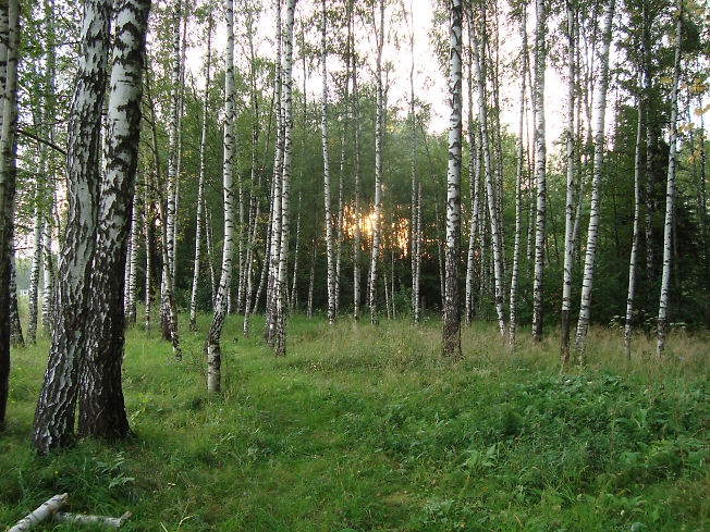 Роща